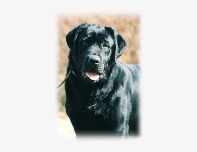 The Labrador Retriever Club Of Canada Inc - Canadian Labrador Retrievers, transparent png download