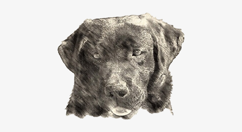 Labrador Retriever, transparent png download