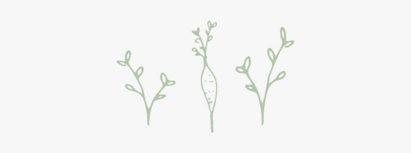 Carrot - Sketch, transparent png download