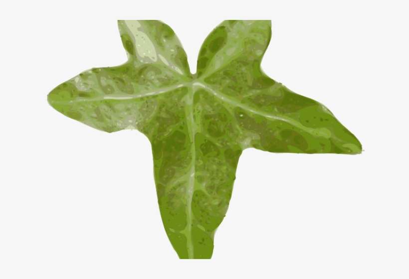 Original - Ivy Leaf Clipart Png, transparent png download