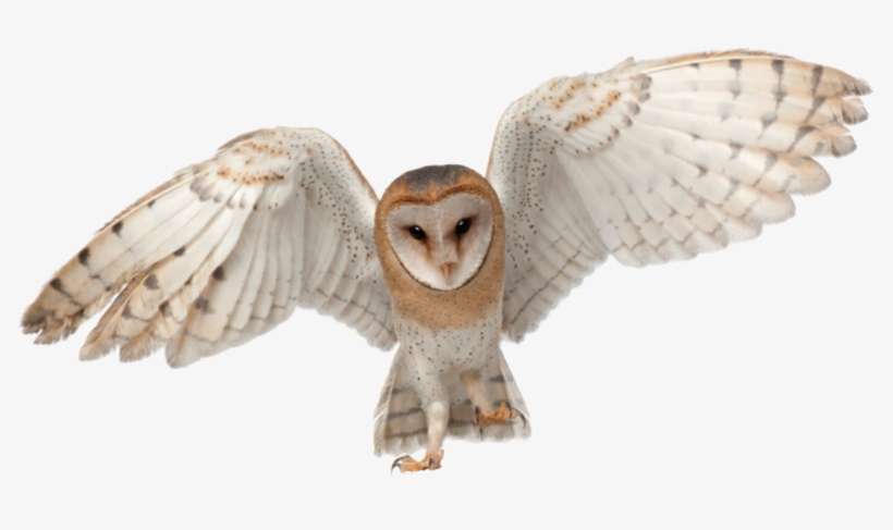 Owls Rest On The Same Branch Every Day, Which Is Why - Transparent Barn Owl, transparent png download