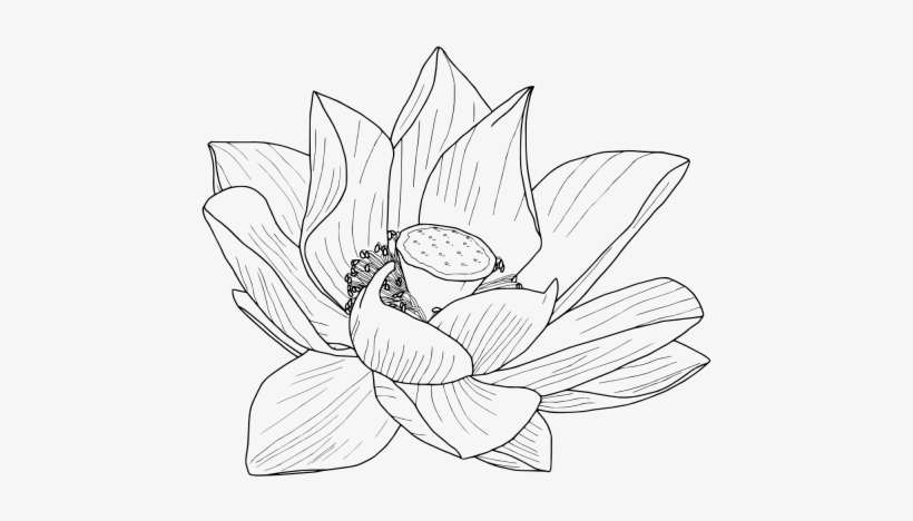 Drawn Crown Tumblr Transparent - Lotus Flower Outline Png, transparent png download