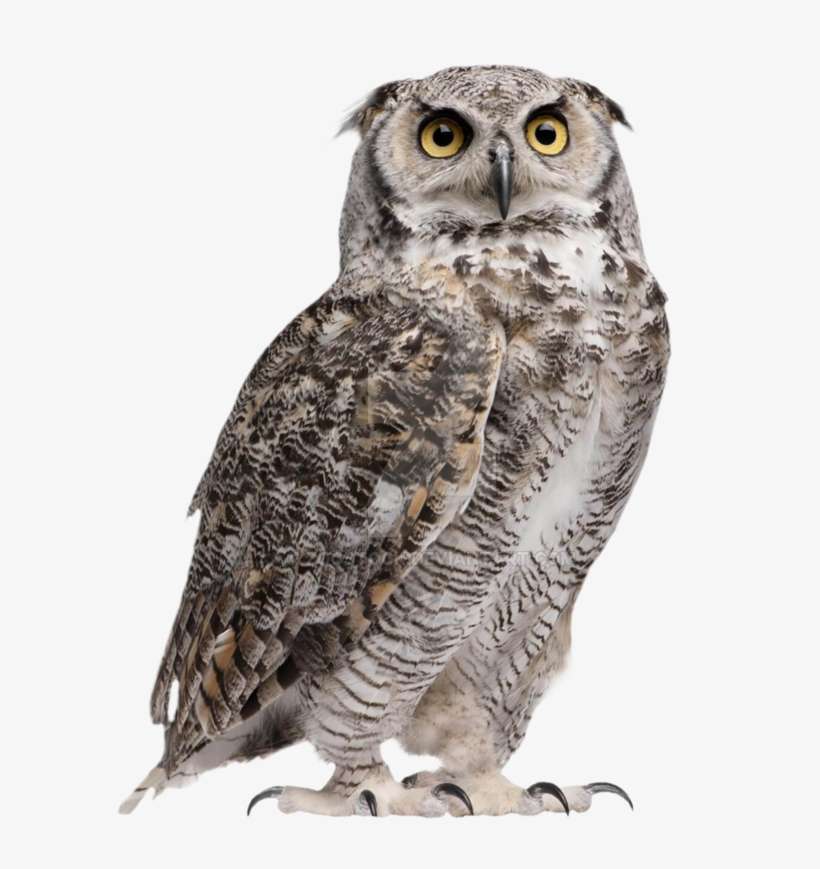 750 X 1064 2 - Owl Transparent Png, transparent png download