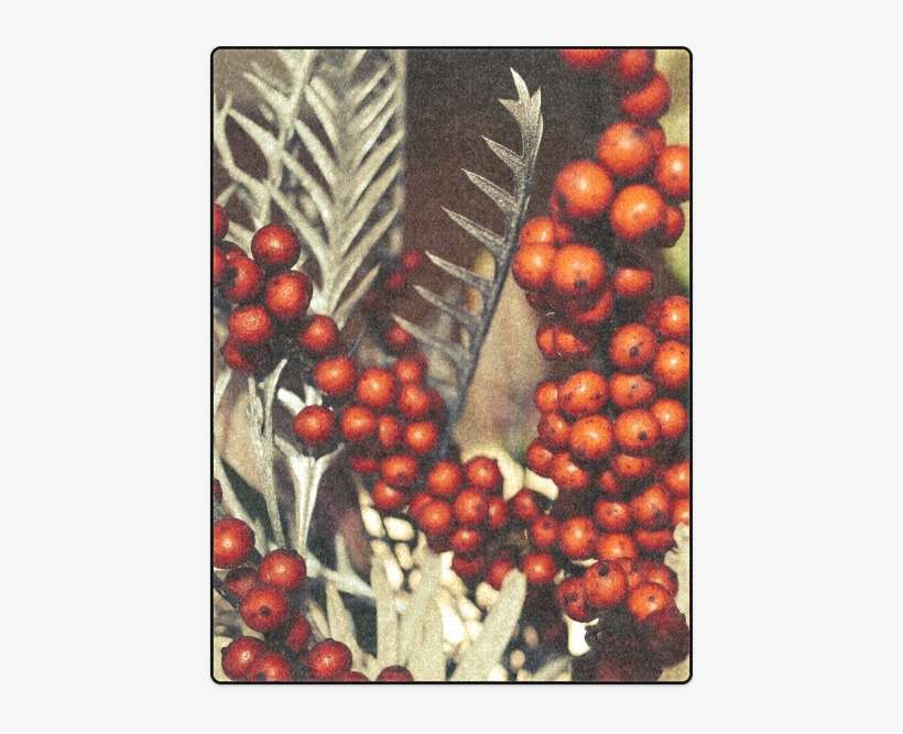 Rowan, transparent png download