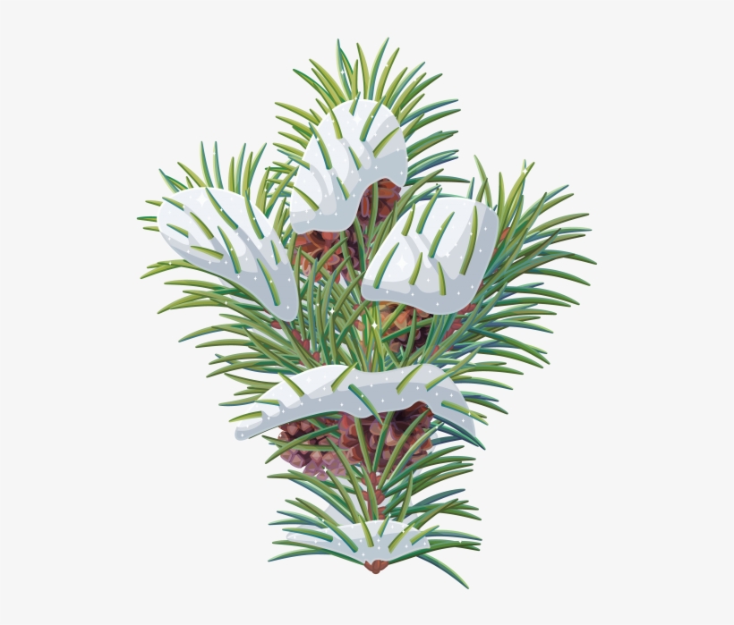 Pine Tree Branch - Pine, transparent png download