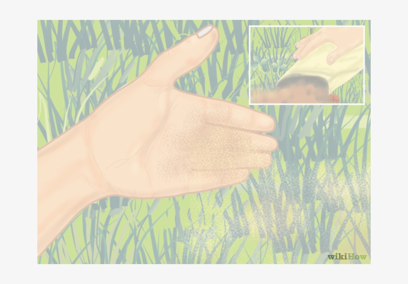Made Recently - Grass, transparent png download