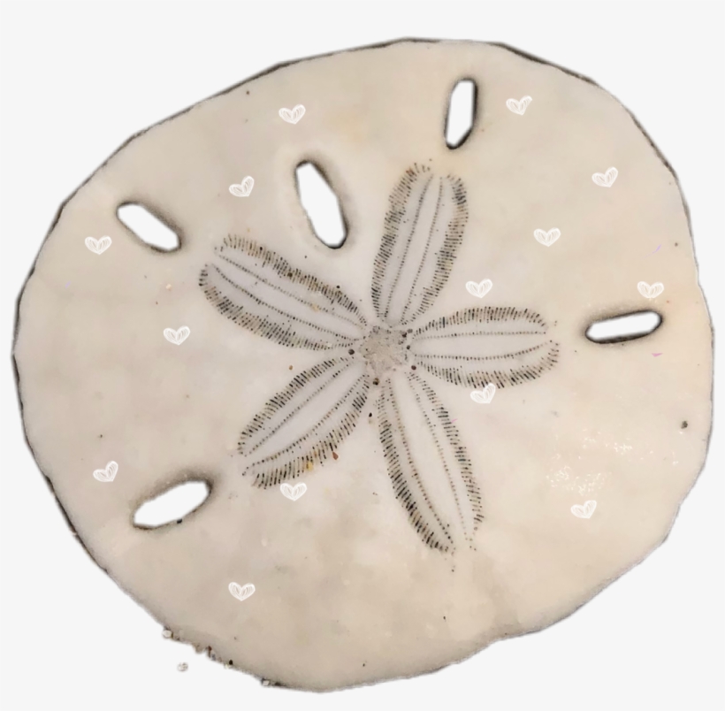 Sand Dollar, transparent png download