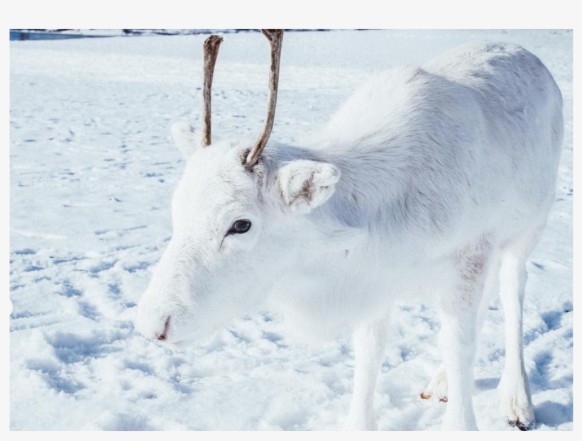 Coastal Livingverified Account - Rare White Reindeer Calf, transparent png download