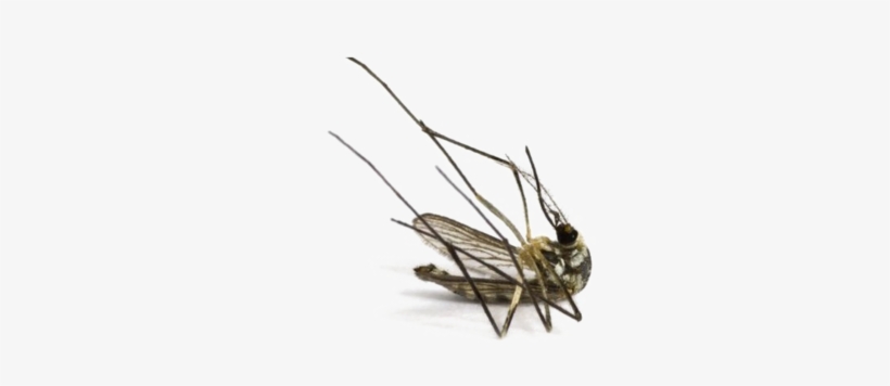 Mosquito Image Free Hd Image - Dead Mosquito, transparent png download
