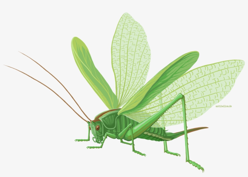 Grasshopper, transparent png download