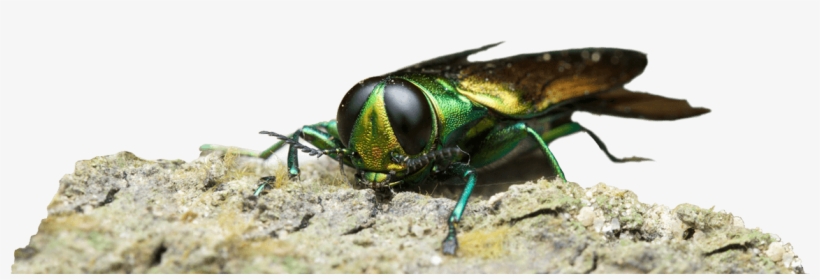 Macro Photography, transparent png download