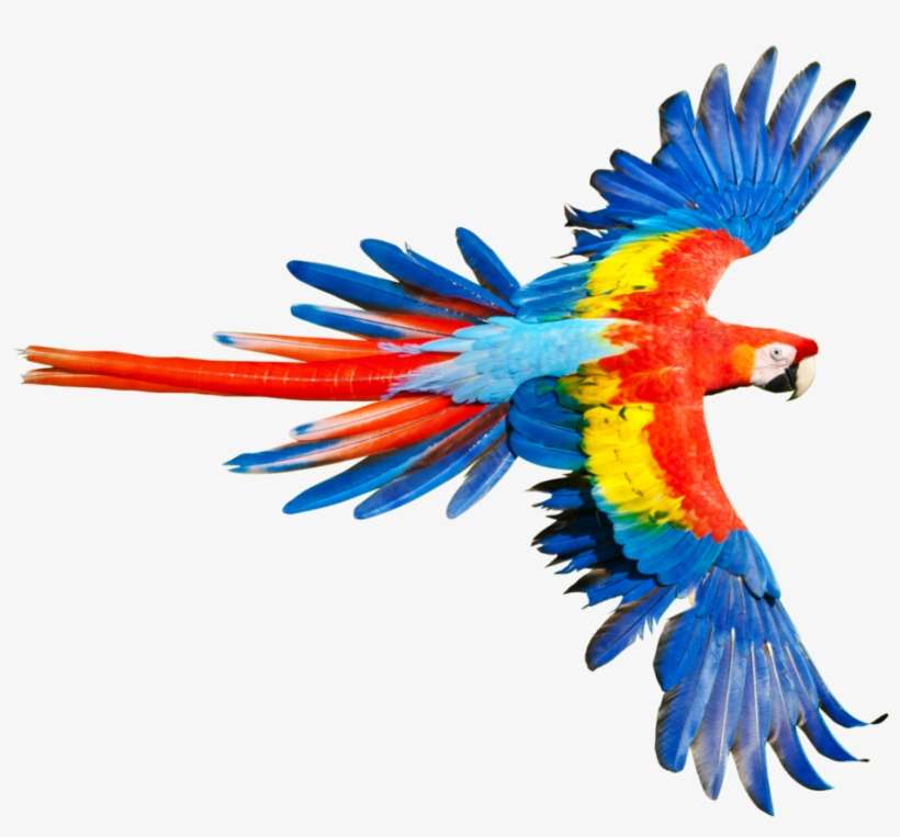 Tropical Rainforest Animals Png, transparent png download