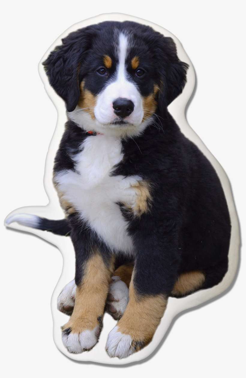 Mountain Pawjoy - Bernese Mountain Dog Biggest Dog Breed, transparent png download