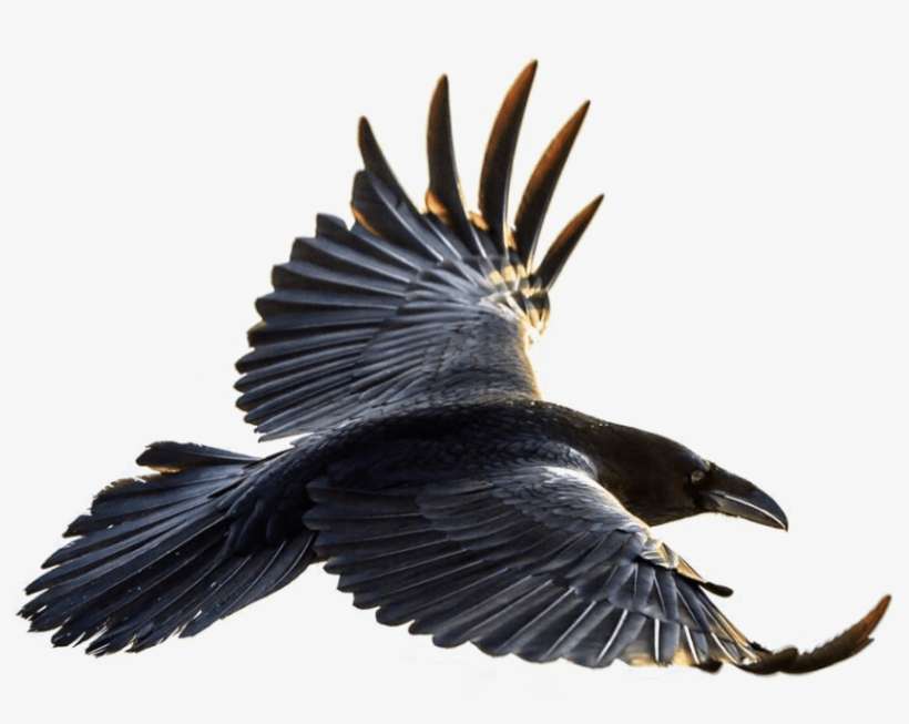 Free Png Download Crow Flying Png Images Background - Flying Raven, transparent png download