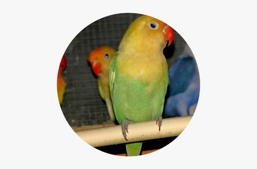 Come Today And Pic Your Lovebirds Favorite Toys To - Parakeet, transparent png download