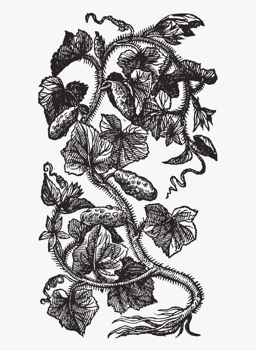 Cucumber Drawing Transparent - Illustration, transparent png download