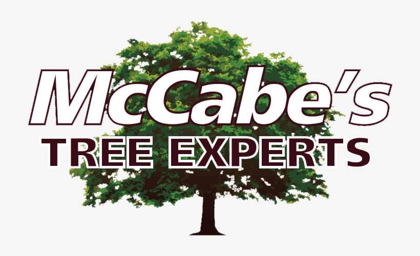 20% Off All Tree Services - Tree, transparent png download
