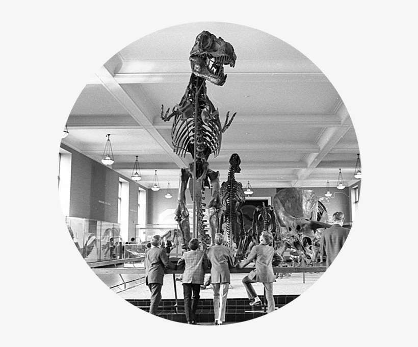 Archival Image Of Visitors Looking Upwards At Standing - Skeleton, transparent png download