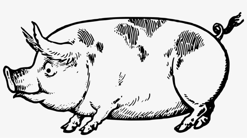 Download Cute Vintage Pig Stock Vector - Vintage Pig Vector Png, transparent png download