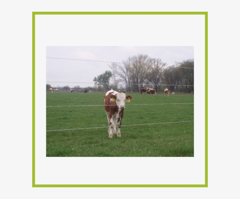 Sum 4 Image - Dairy Cow, transparent png download