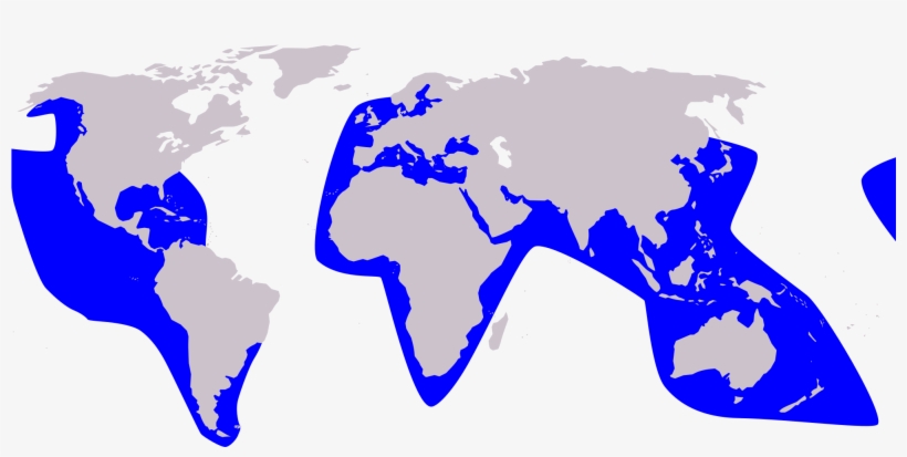 Open - False Killer Whale Map, transparent png download