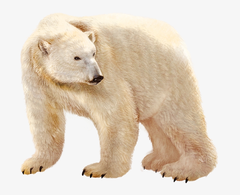 Urso Polar Em Png, transparent png download
