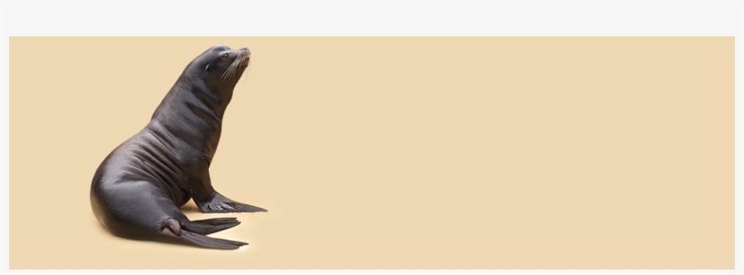 0 - California Sea Lion, transparent png download