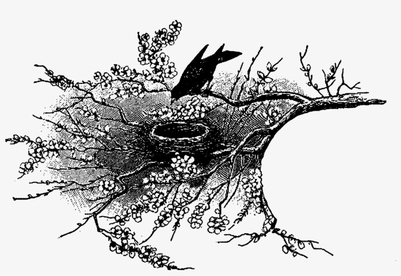 Digital Bird Illustration Downloads Png - Illustration, transparent png download