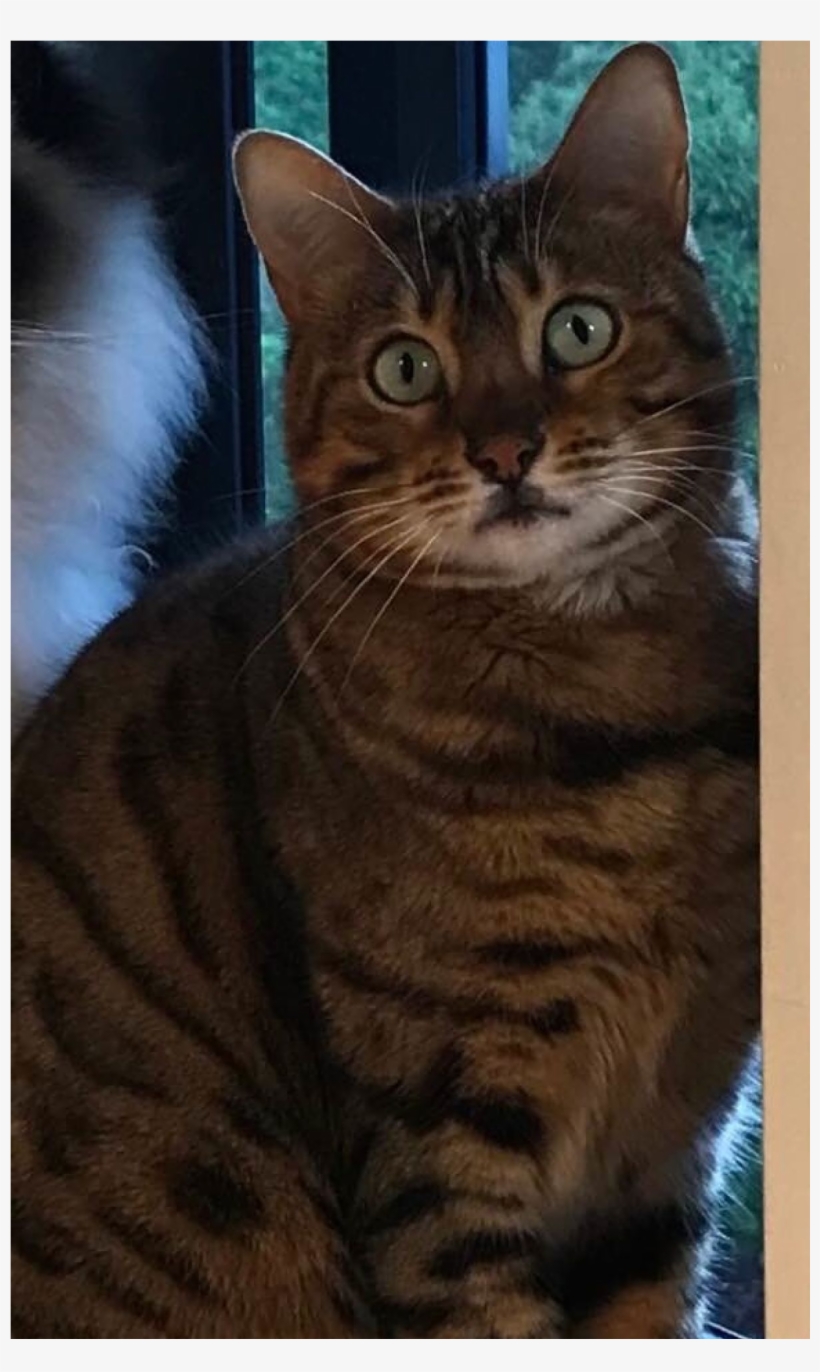 Sightings - Arabian Mau, transparent png download