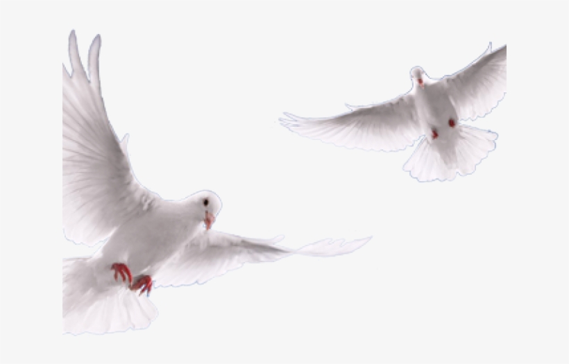 European Herring Gull, transparent png download