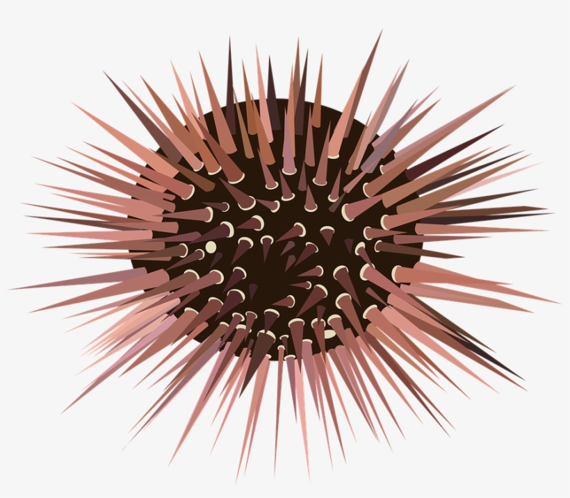Urchin Echinoderm Spines Sea Animal Ocean Marine - Sea Urchin Clipart, transparent png download