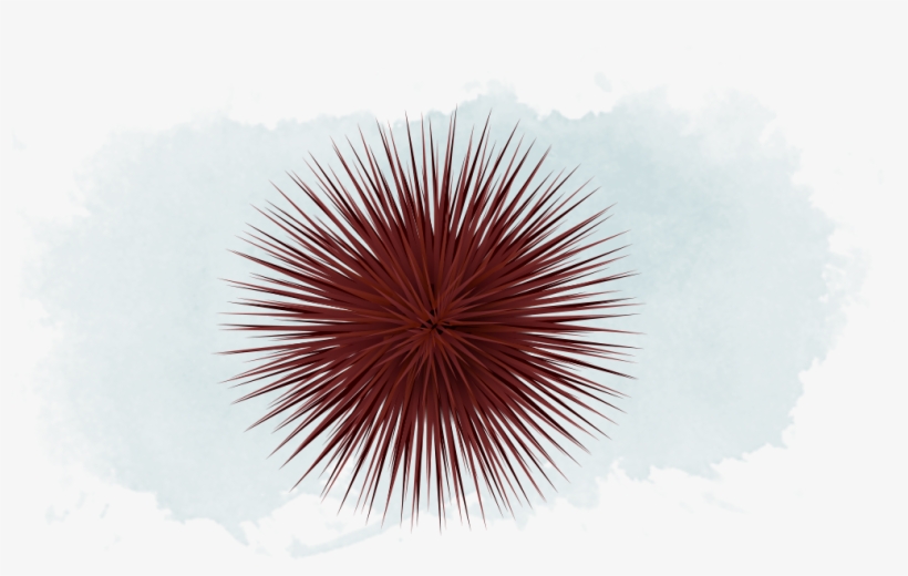 Ball-like, Covered Entirely In Long Spines - Sea Urchin, transparent png download