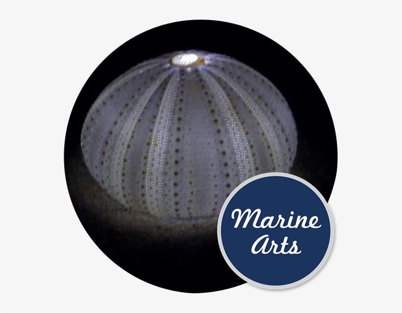 Sea Urchin Lilac - Burger Lounge, transparent png download