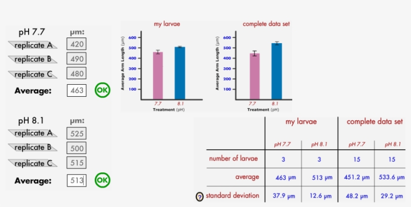 Sea Urchin Larvae In Water That Is More Acidic Grows - Virtual Urchin Part 3 Lab Answers, transparent png download
