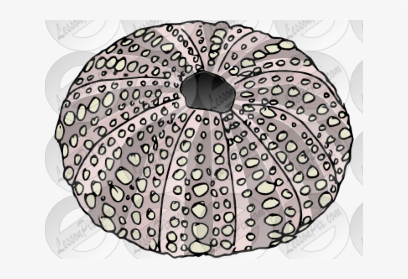 Sea Urchin Clipart Sketch - Circle, transparent png download
