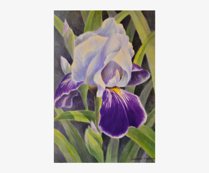 "iris" By Varvara Harmon Harvest Gold Gallery - Orris Root, transparent png download