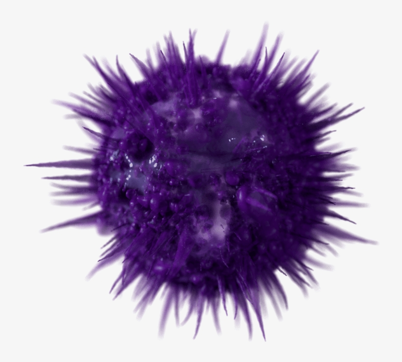 Blob Placeholder - Sea Urchin, transparent png download