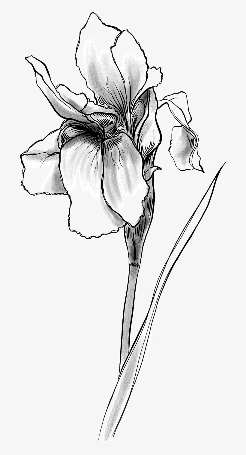 Illustration Cognac - Iris, transparent png download