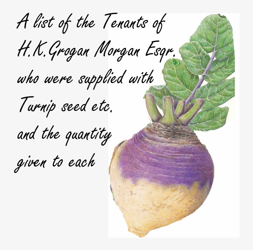 Small Sources - Chard, transparent png download