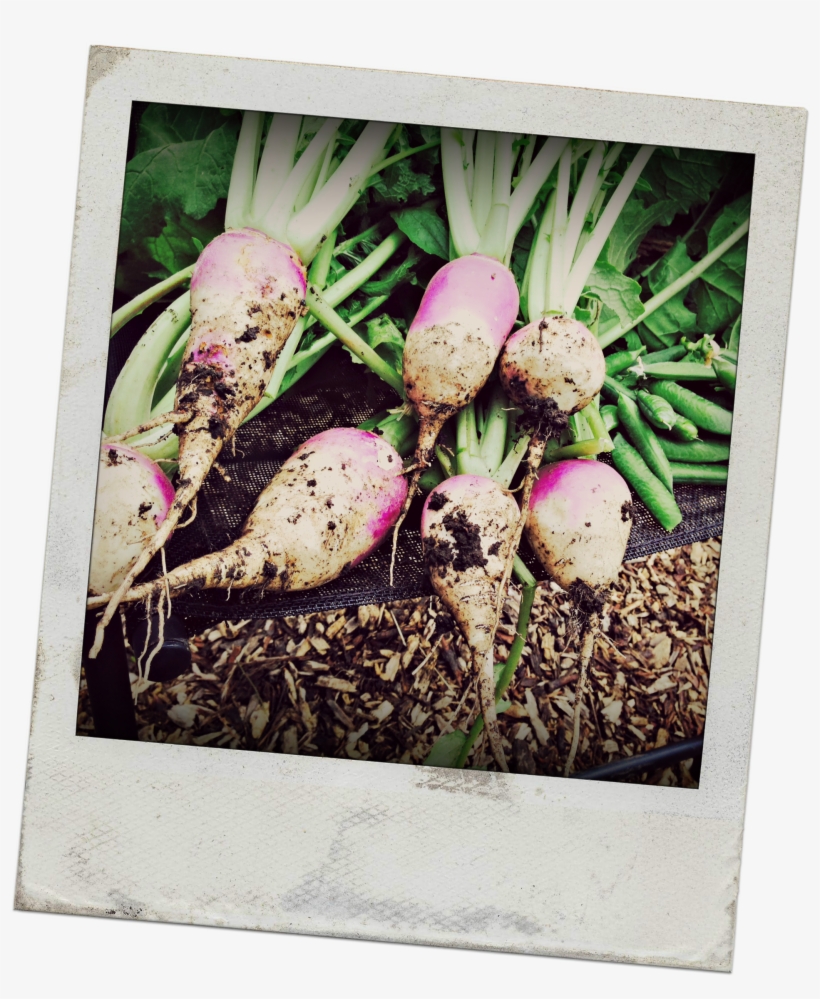 Turnip, transparent png download