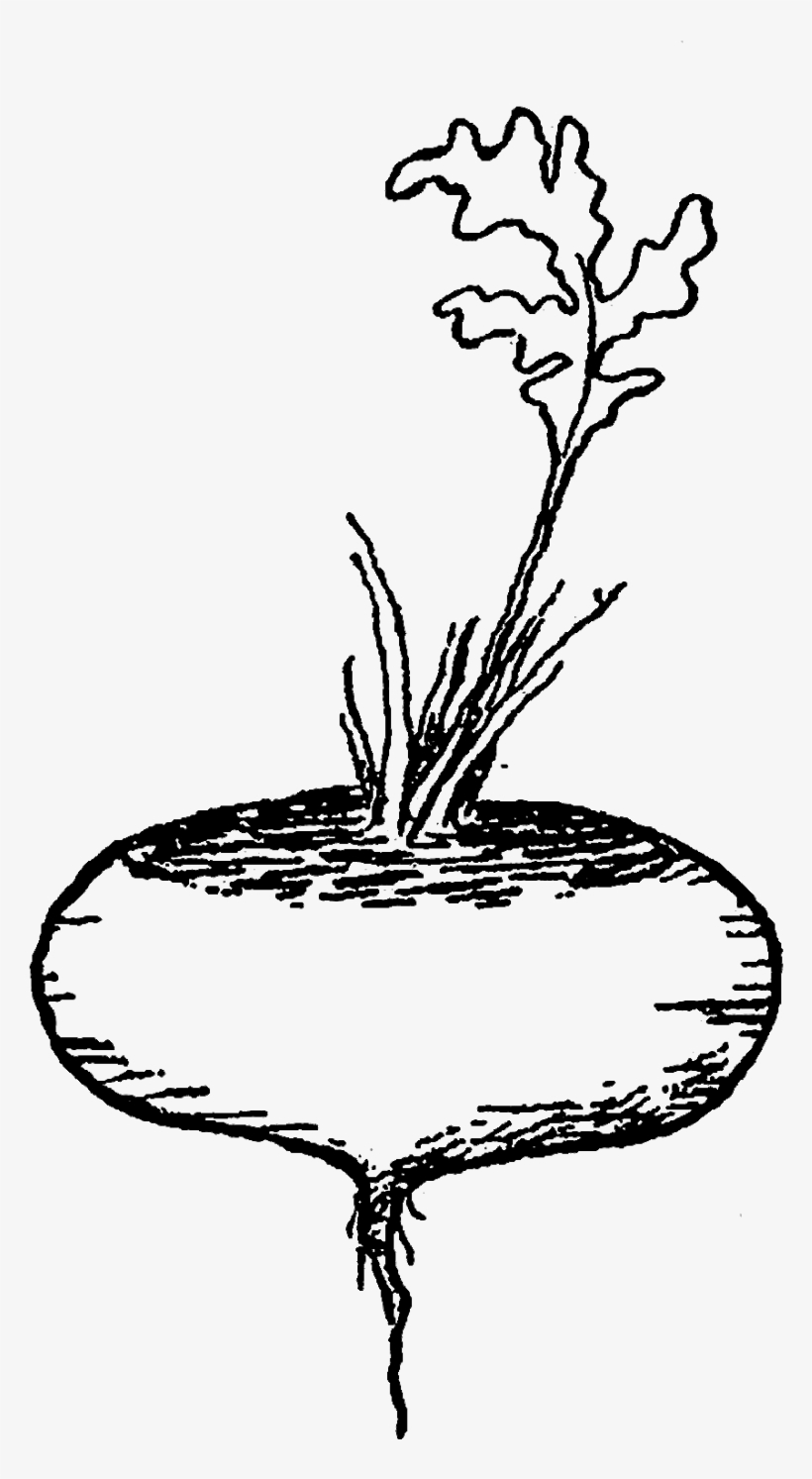 Digital Vegetable Clip Art - Illustration, transparent png download