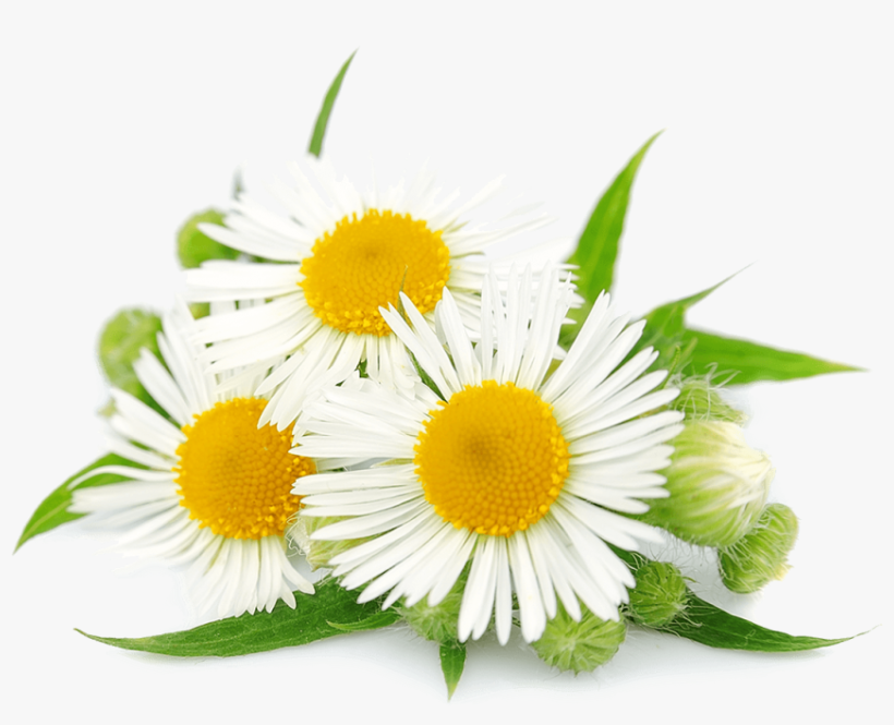 Chamomile Flowers - Hoa Cúc La Mã, transparent png download