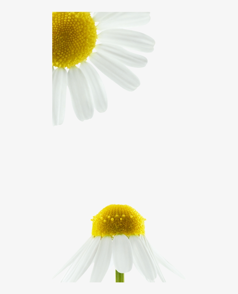Fibres De Lin Botanique Gauche - Chamomile, transparent png download