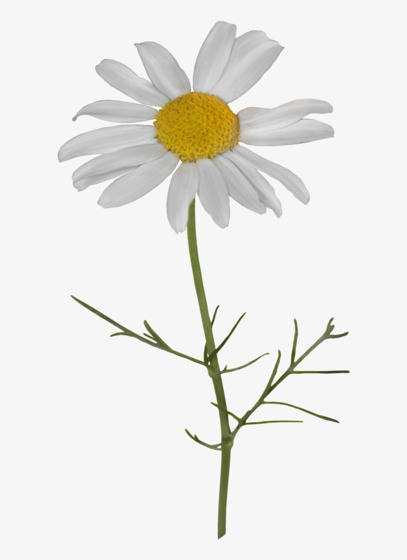 Camomile Png Transparent File - Oxeye Daisy, transparent png download