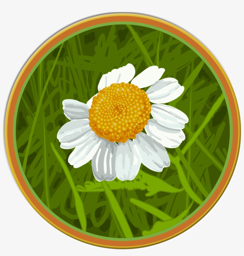 Relaxing Chamomile - Oxeye Daisy, transparent png download