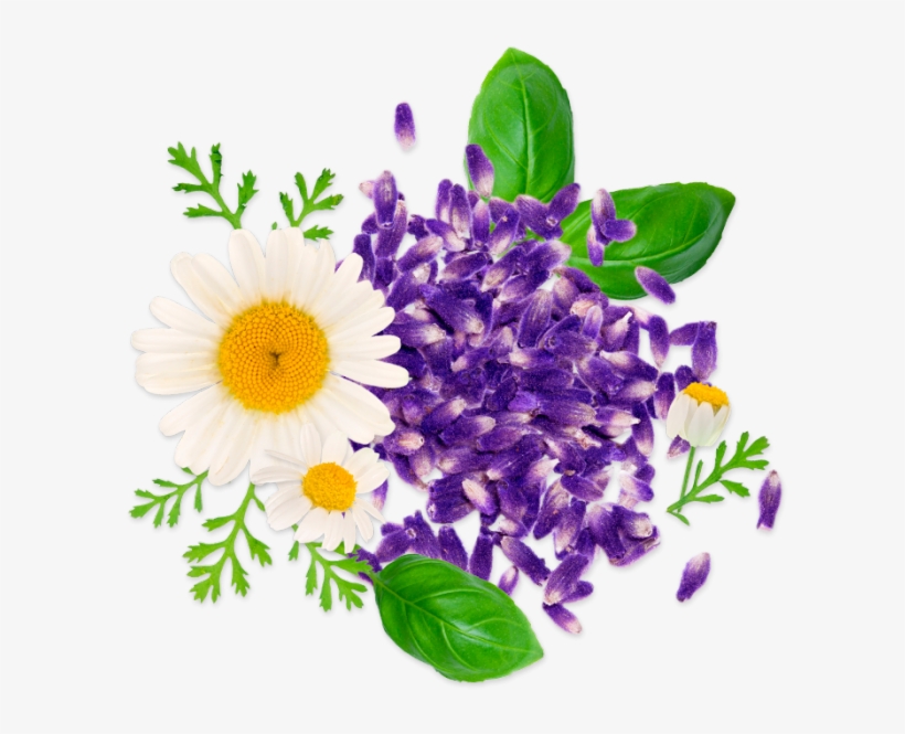 Lavender Chamomile Sticks - Camomile, transparent png download