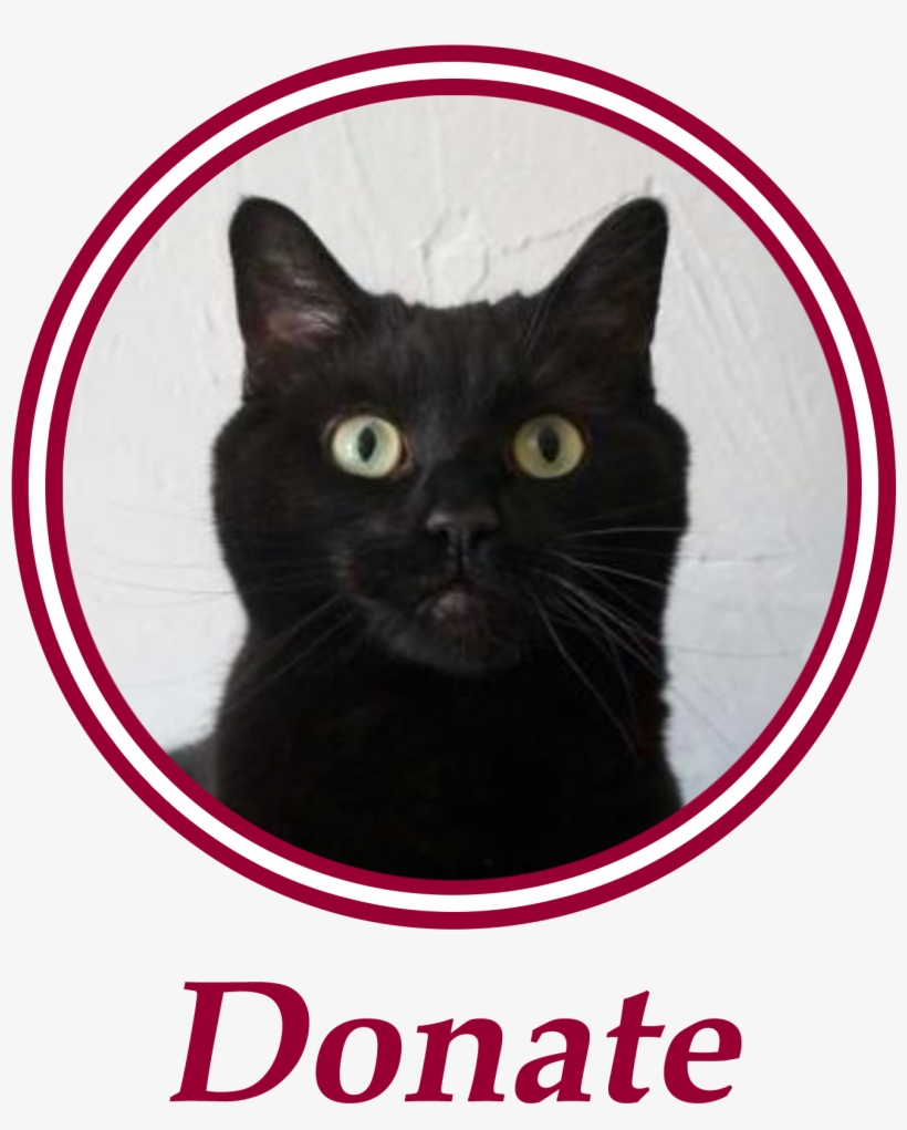 Paws Is An All Volunteer, Non Profit Animal Welfare - Black Cat, transparent png download