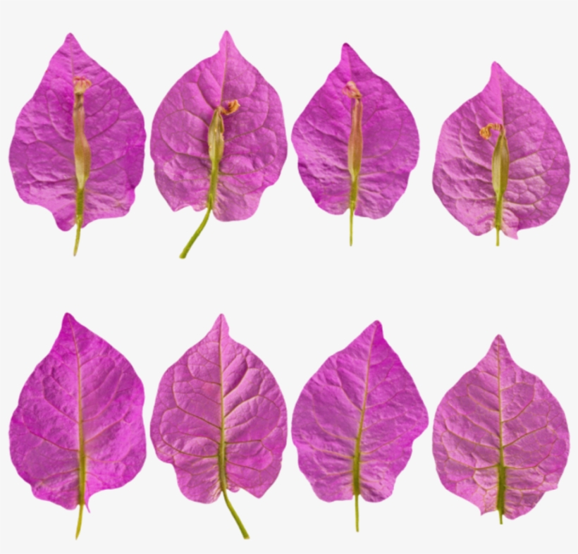 Flower Petals Purple - Plant Stem, transparent png download