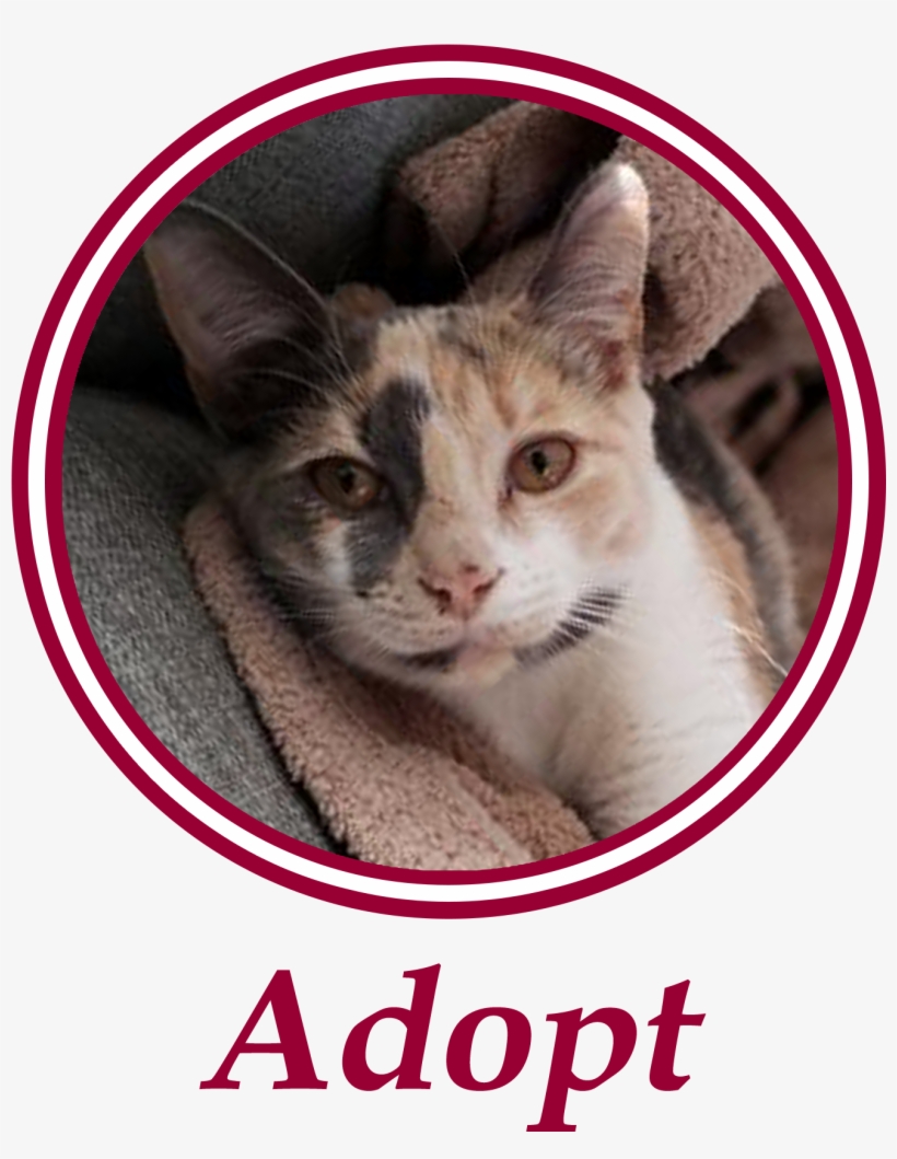 Paws Is An All Volunteer, Non Profit Animal Welfare - Gebodsborden, transparent png download