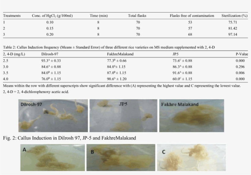 Comparative Callus Induction Frequencies Of Rice Genotypes - Invertebrate, transparent png download
